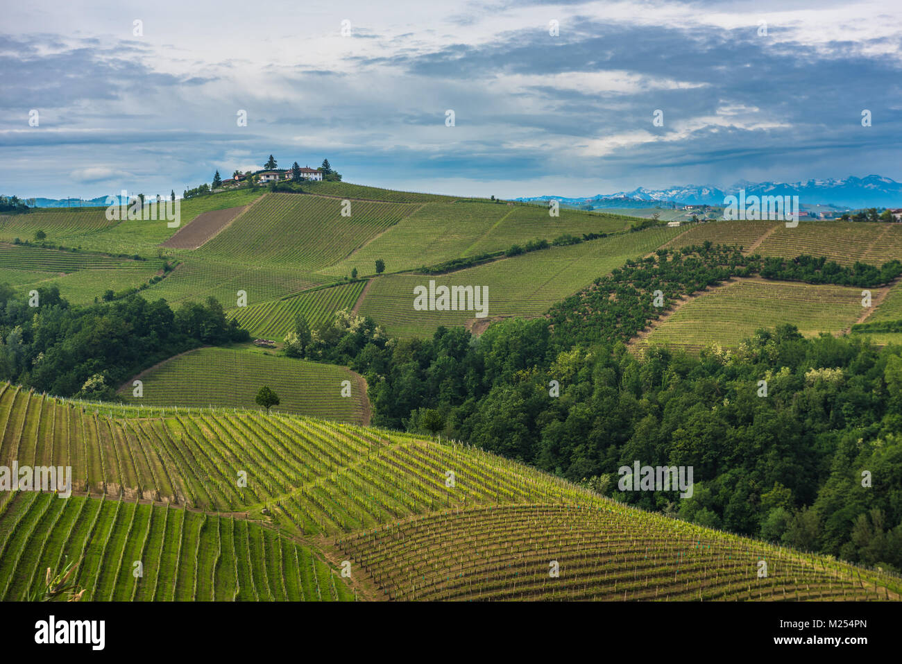 Vineyards of Langhe, Piedmont, UNESCO world heritage Stock Photo