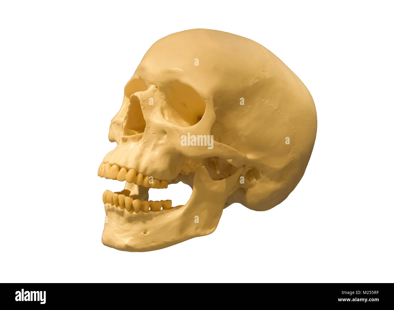 Human skull isolated on a white background Stock Photo - Alamy