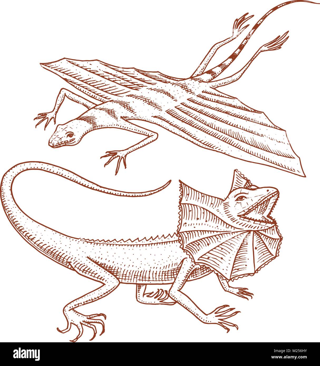frilled-necked lizard, flying dragon or agama in Australia. wild animals in nature. vector illustration for book or pet store, zoo. engraved hand drawn. Stock Vector