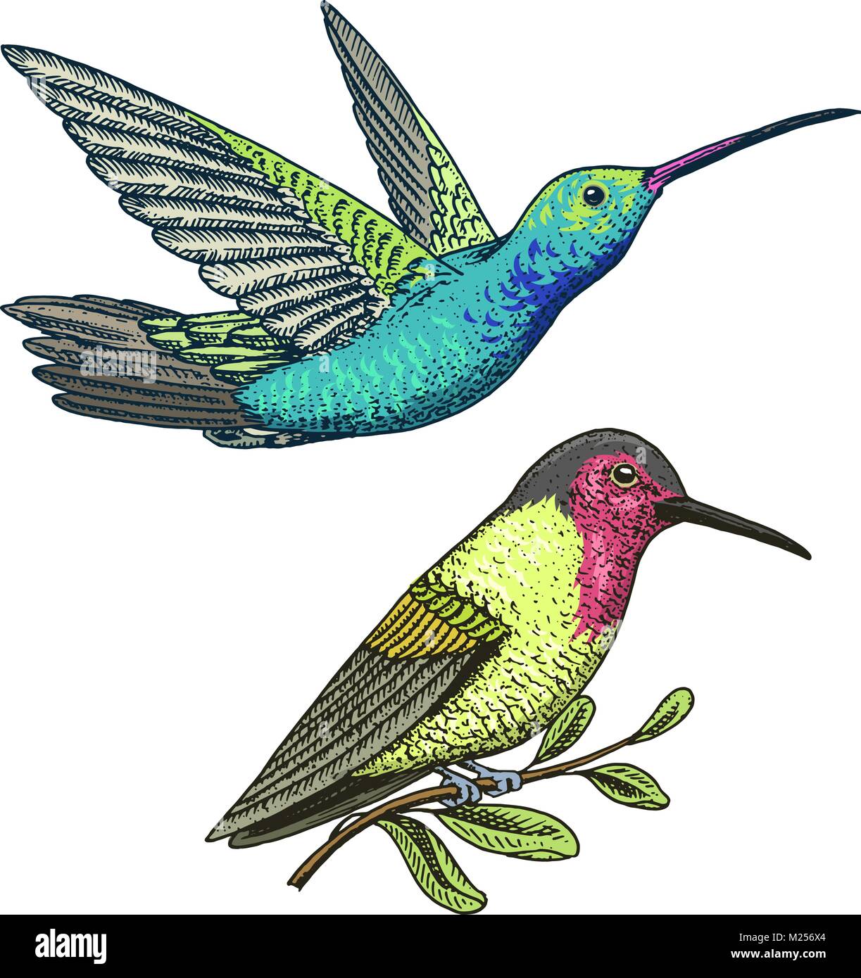 Hummingbird tattoo hi-res stock photography and images - Page 3 - Alamy Hummingbird tattoo hi-res stock photography and images - Page 3 - Alamy