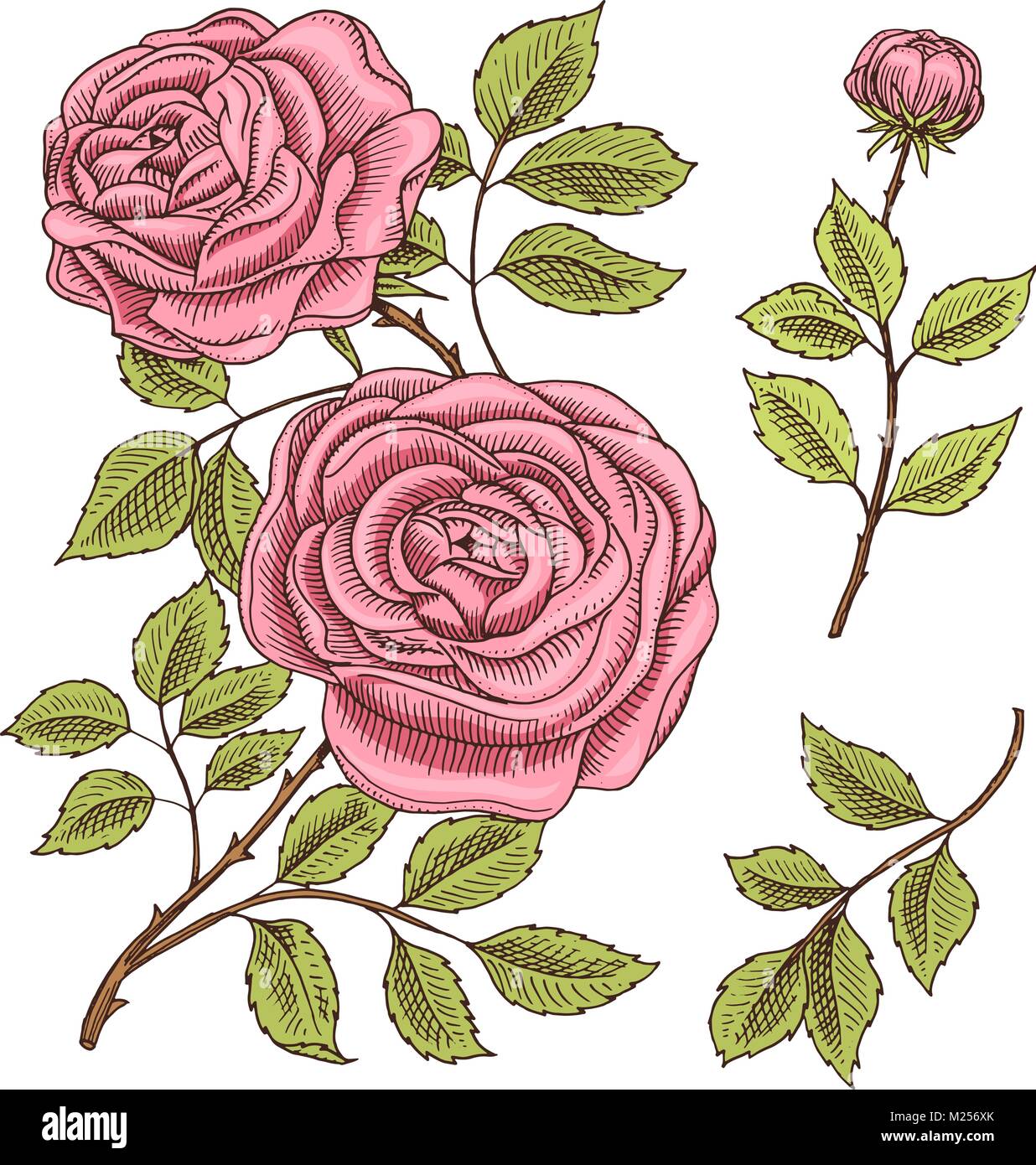 Roses with leaves and buds. Wedding botanical flowers in the garden or spring plant. ornament or decor. design for card or floral shop. Vector illustration. engraved hand drawn in old victorian sketch Stock Vector