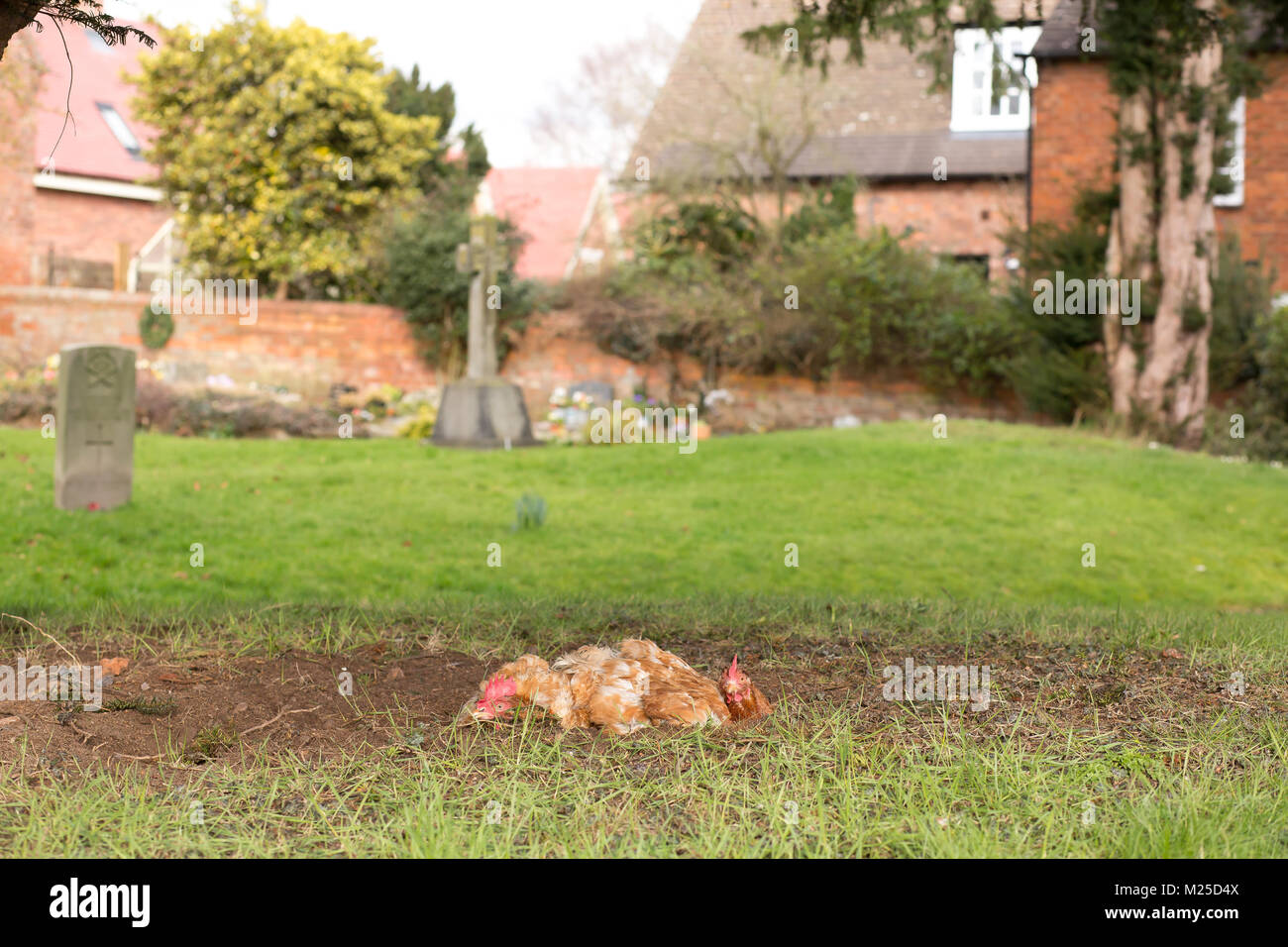 Kidderminster, UK. 5th February, 2018. On a bitterly cold day a pair of cheeky chickens are seen busily excavating their own cosy hideout under the canopy of an old yew tree in a peaceful graveyard. Credit: Lee Hudson/Alamy Live News Stock Photo