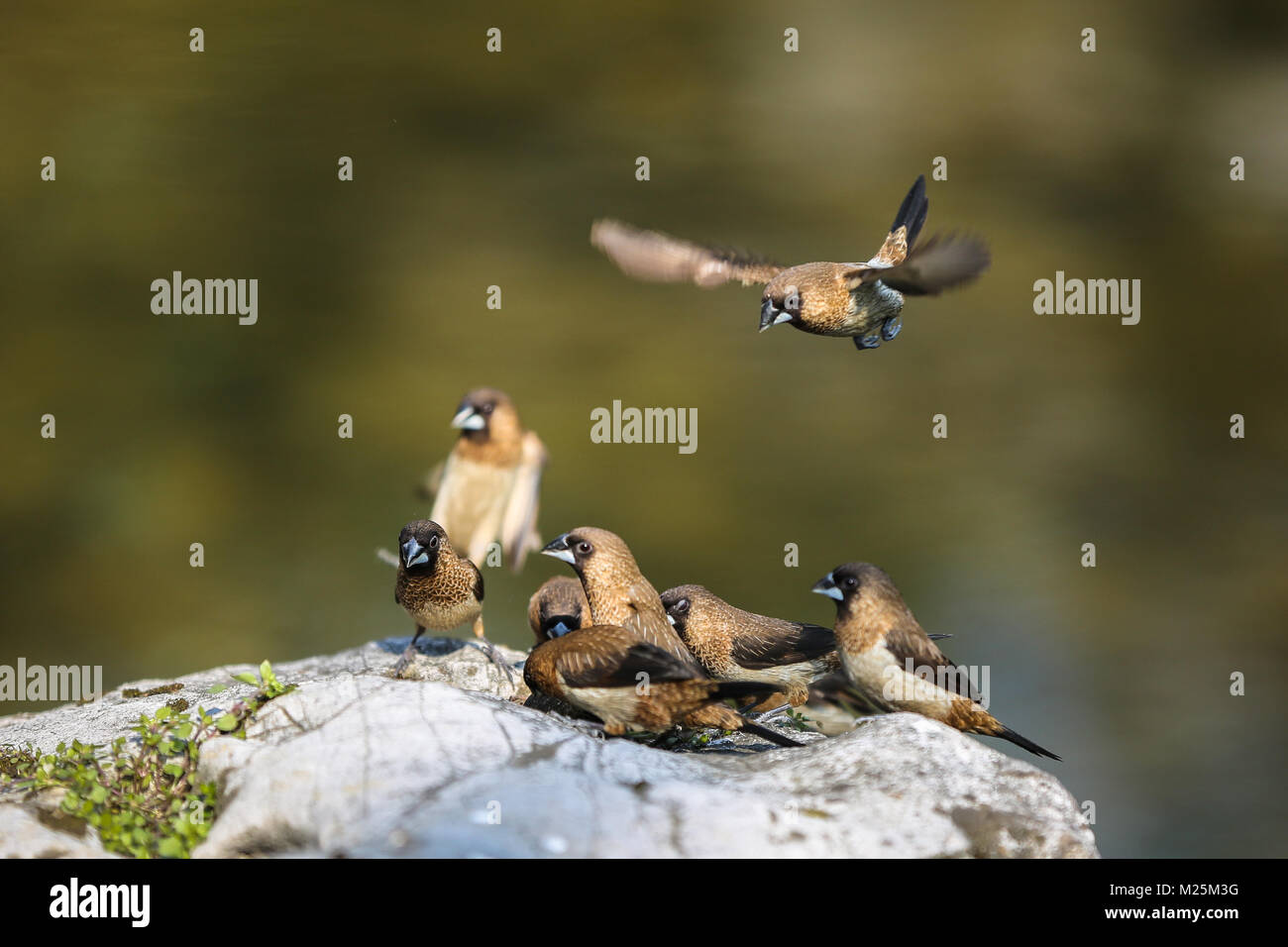 Ningbo, Ningbo, China. 5th Feb, 2018. Ningbo, CHINA-5th February 2018: Birds at Tianyi Pavilion Scenic Area in Ningbo, east China's Zhejiang Province. Tianyi Pavilion (Tian Yi Ge) is the oldest private library in existence in China. Occupying an area of 26,000 square meters (about 6.4 acres), it lies beside the picturesque Ming Lake in Ningbo City, Zhejiang Province. The library has amassed a collection of 300,000 volumes, 80,000 of which are rare books. Credit: SIPA Asia/ZUMA Wire/Alamy Live News Stock Photo