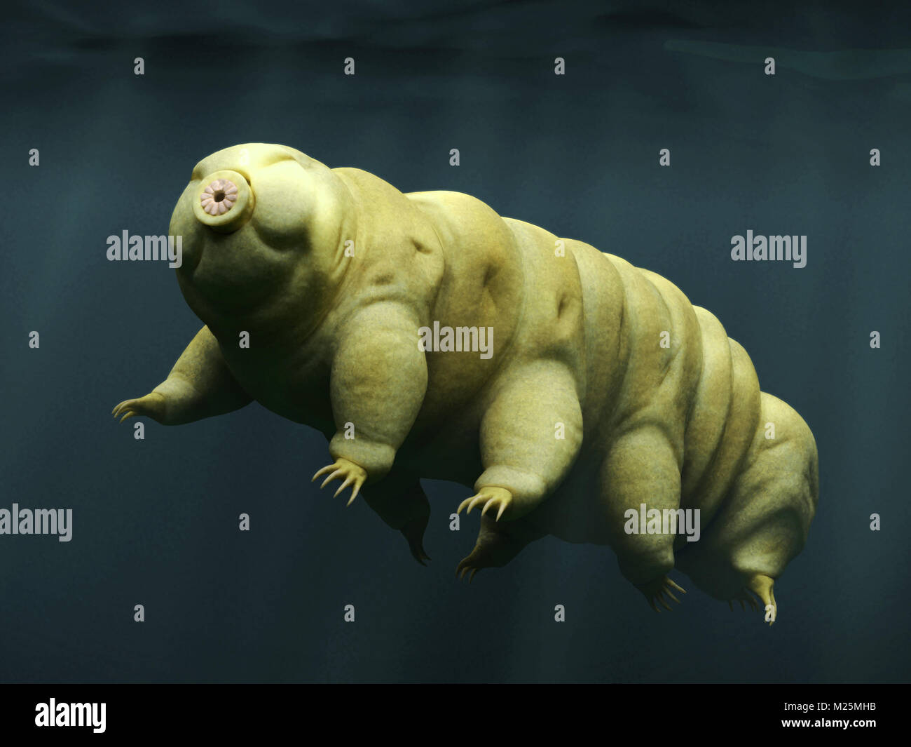 tardigrade, swimming water bear Stock Photo