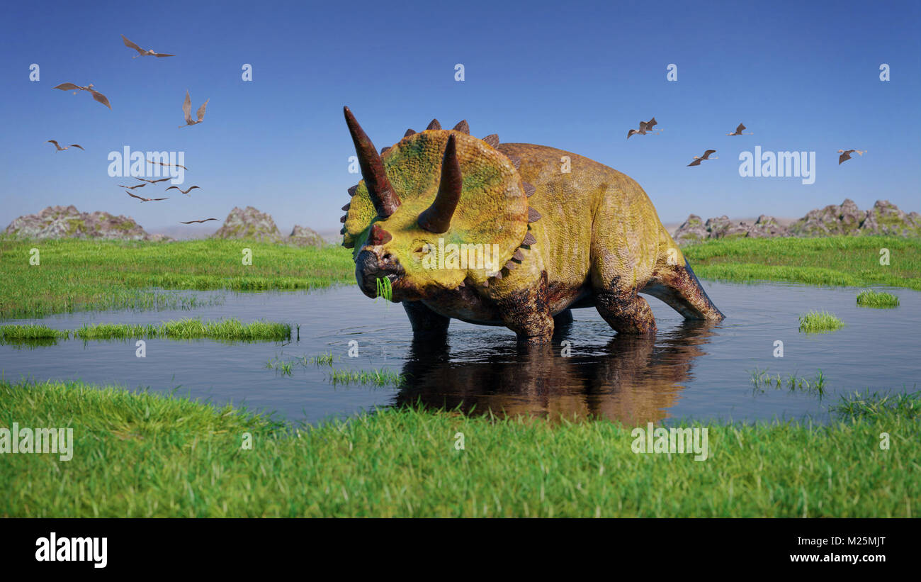 Triceratops horridus dinosaur from the Jurassic era eating water plants Stock Photo
