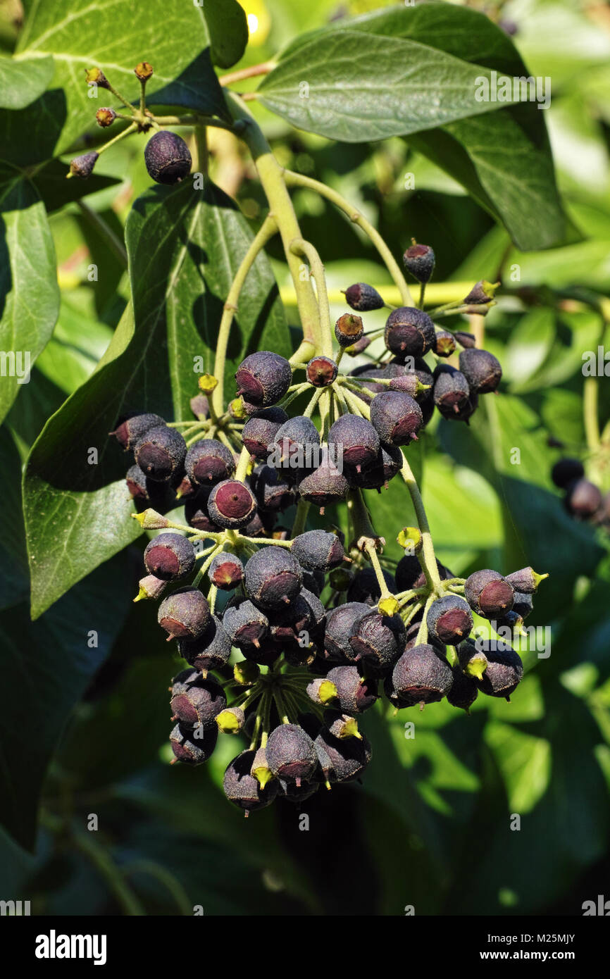 berries and leaves of atlantic ivy plant in winter Stock Photo