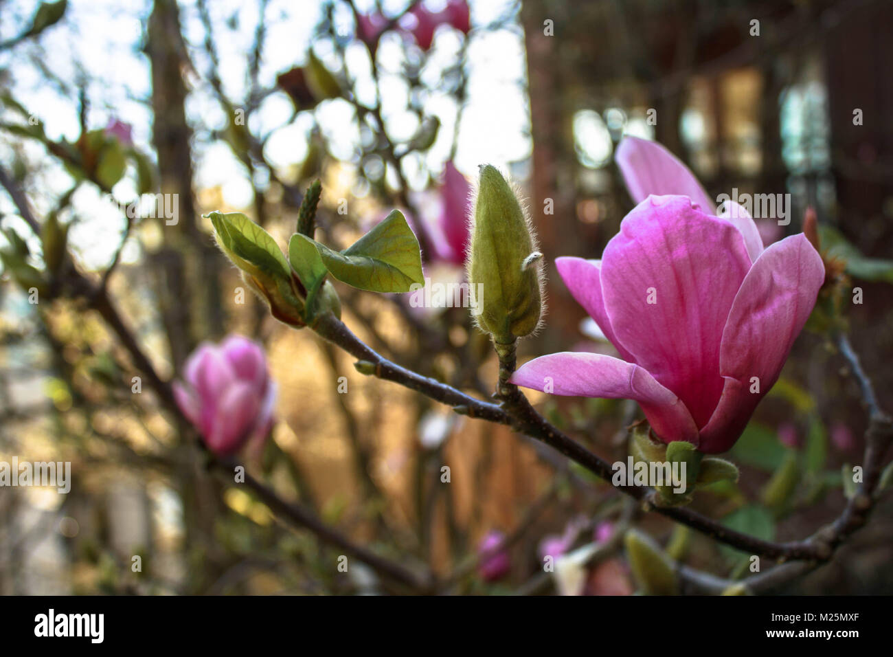 Pink Flowers in a Garden Stock Photo - Alamy
