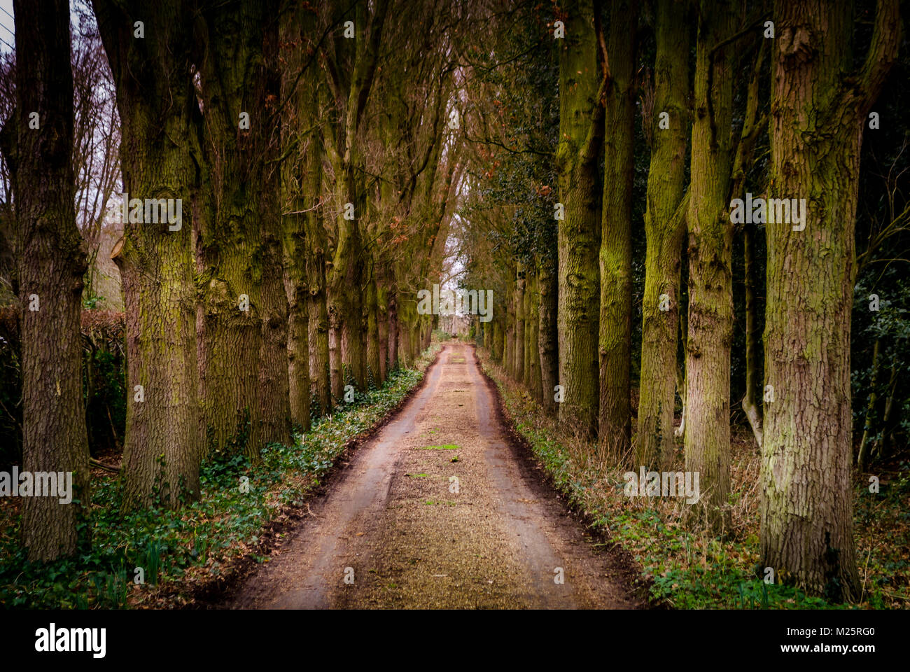 Beautiful tree tunnel path nearby Uffington in the United Kingdom during a winter walk Stock Photo