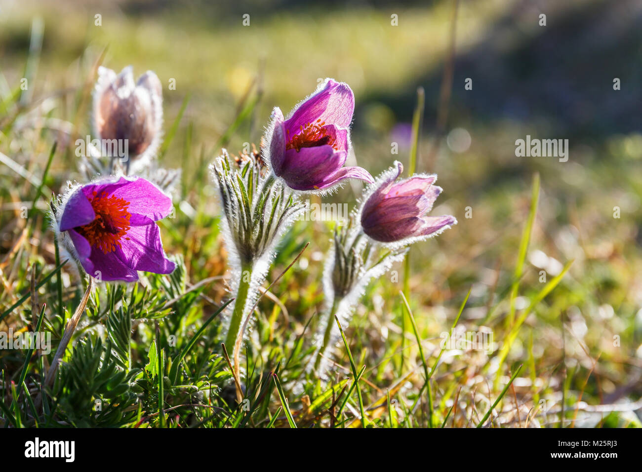 Pasque flowers in bloom on a meadow Stock Photo Alamy