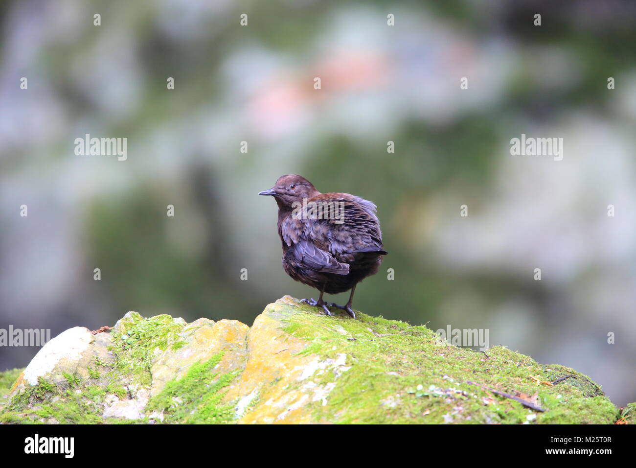 Brown Dipper (Cinclus pallasii) in Japan Stock Photo Alamy