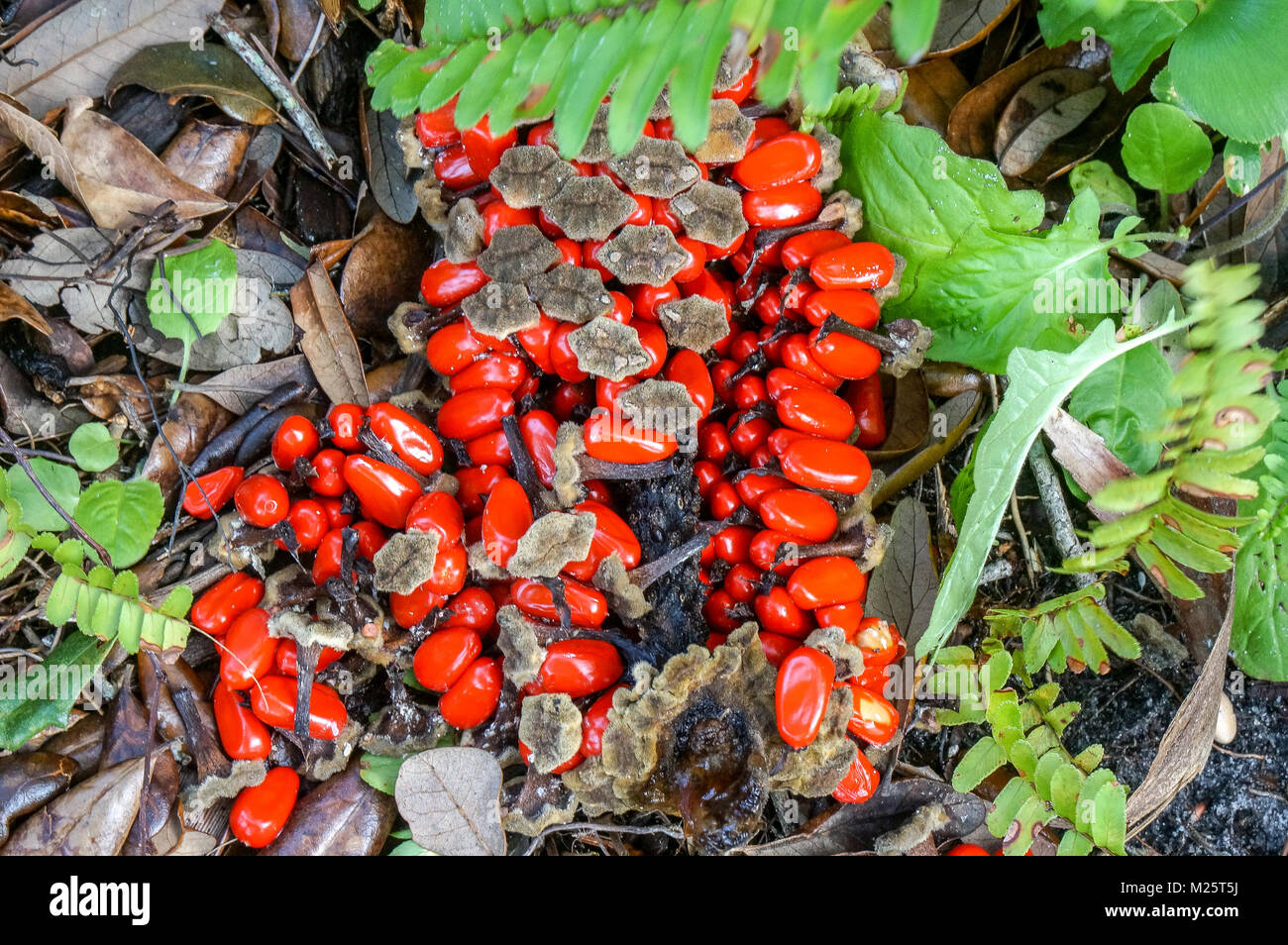 Tropical plant seeds hi-res stock photography and images - Alamy
