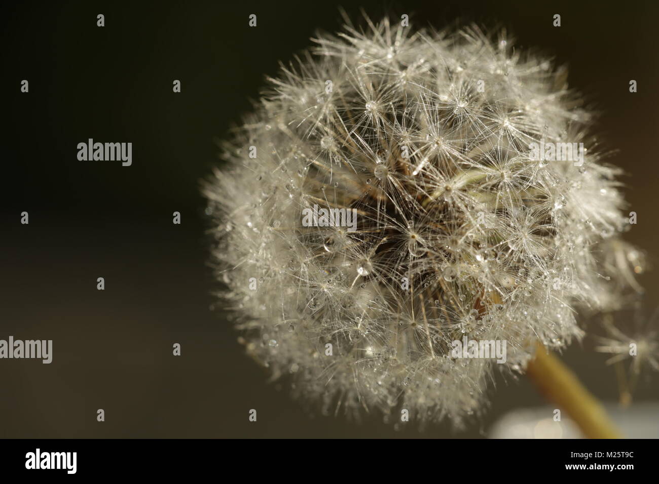 Dandelion seeds with dew drops Stock Photo - Alamy