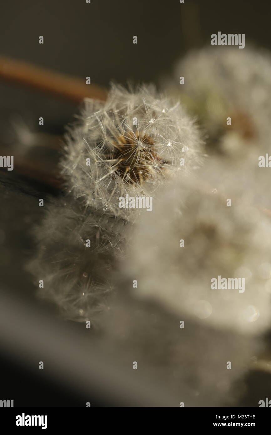 Dandelion seeds with dew drops Stock Photo - Alamy