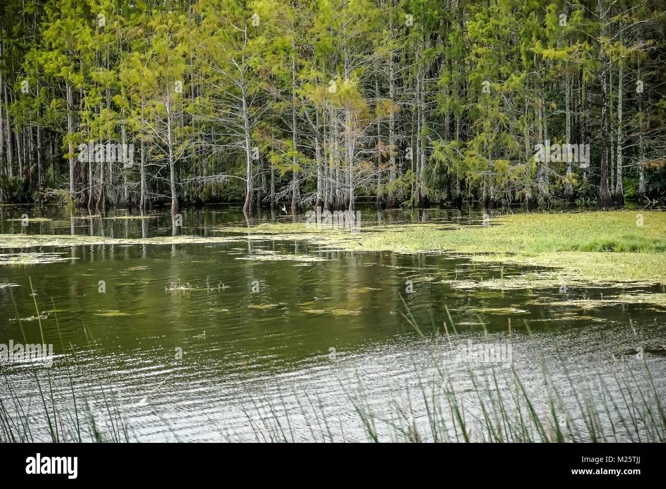 swamp landscape in Florida wetlands Stock Photo