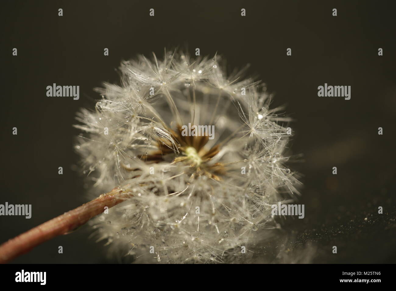 Closeup dandelion dew drops hi-res stock photography and images - Alamy