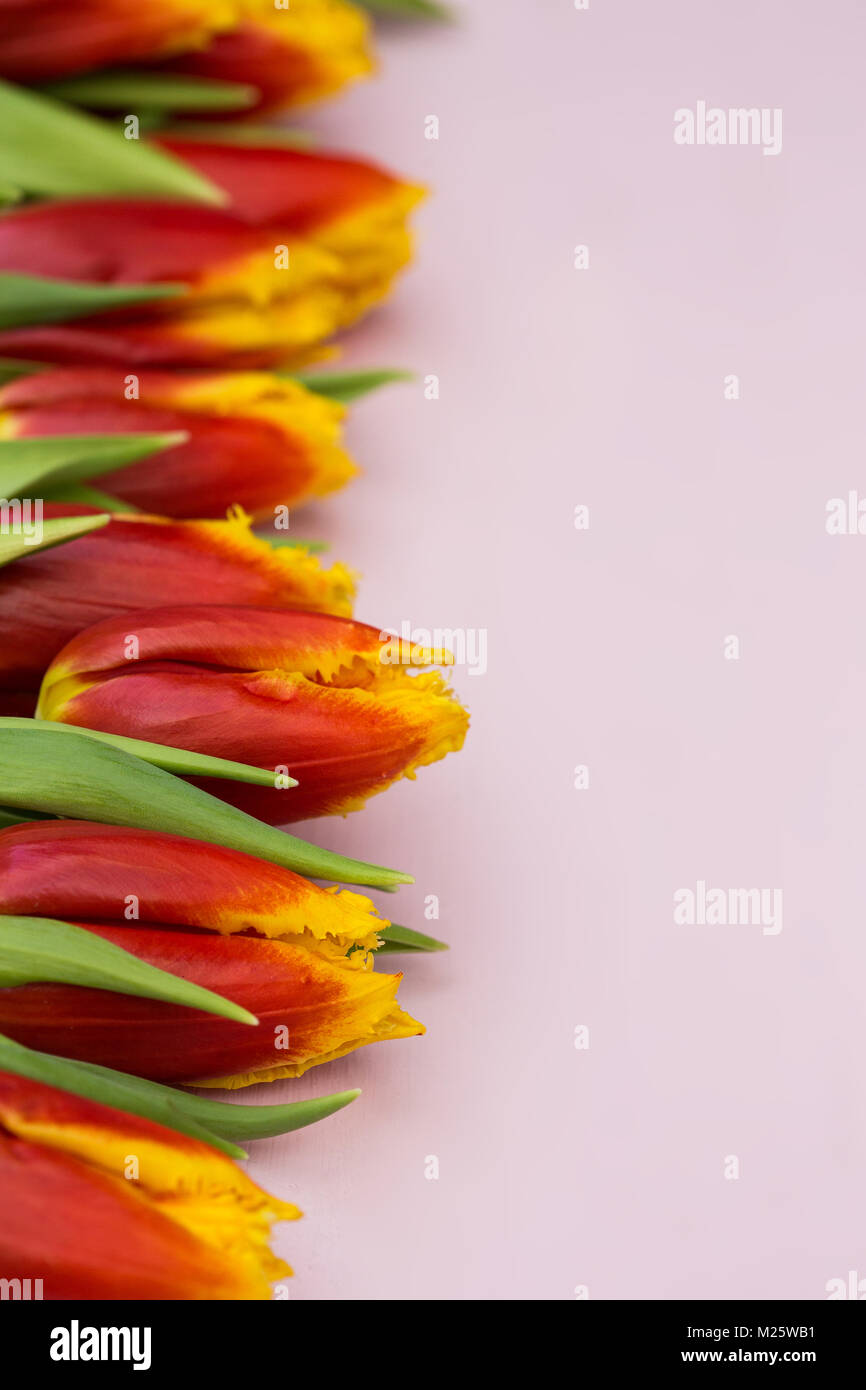 Red and yellow tulips lying in a row on pastel background with place ...