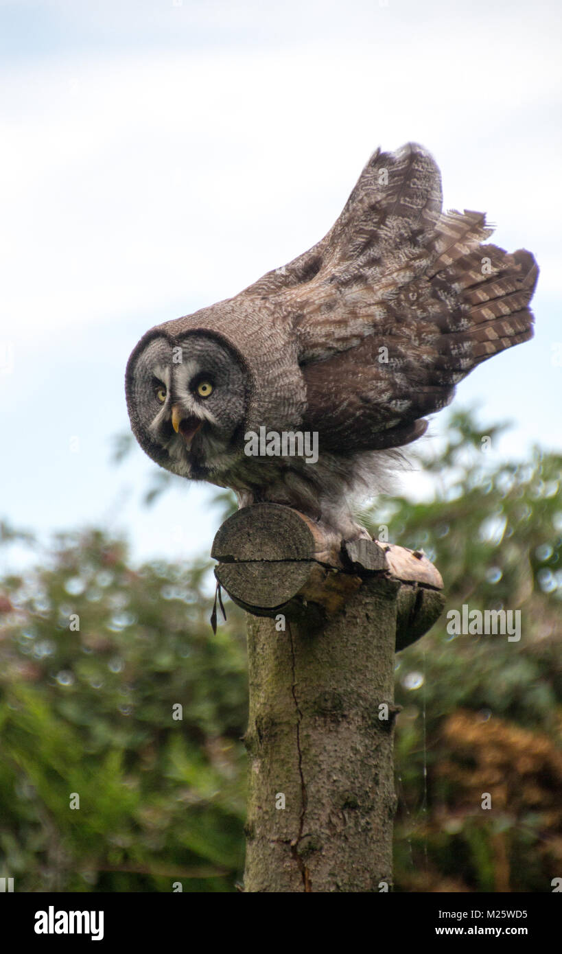 Great grey owl perched on a post ready for take-off during a flying display Stock Photo