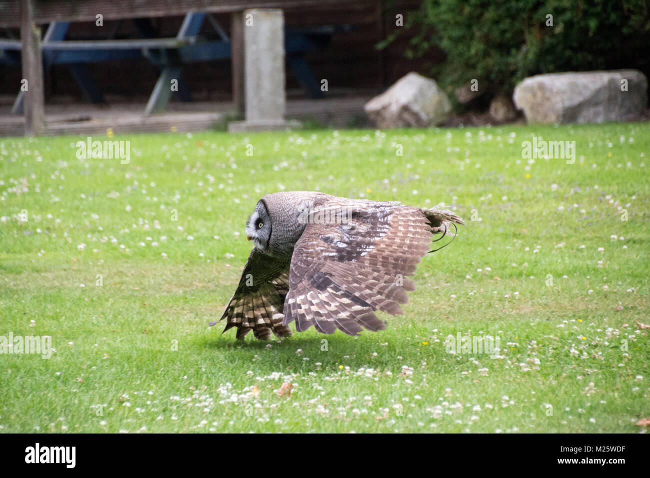Great grey owl flying close to the ground during a flying display Stock Photo