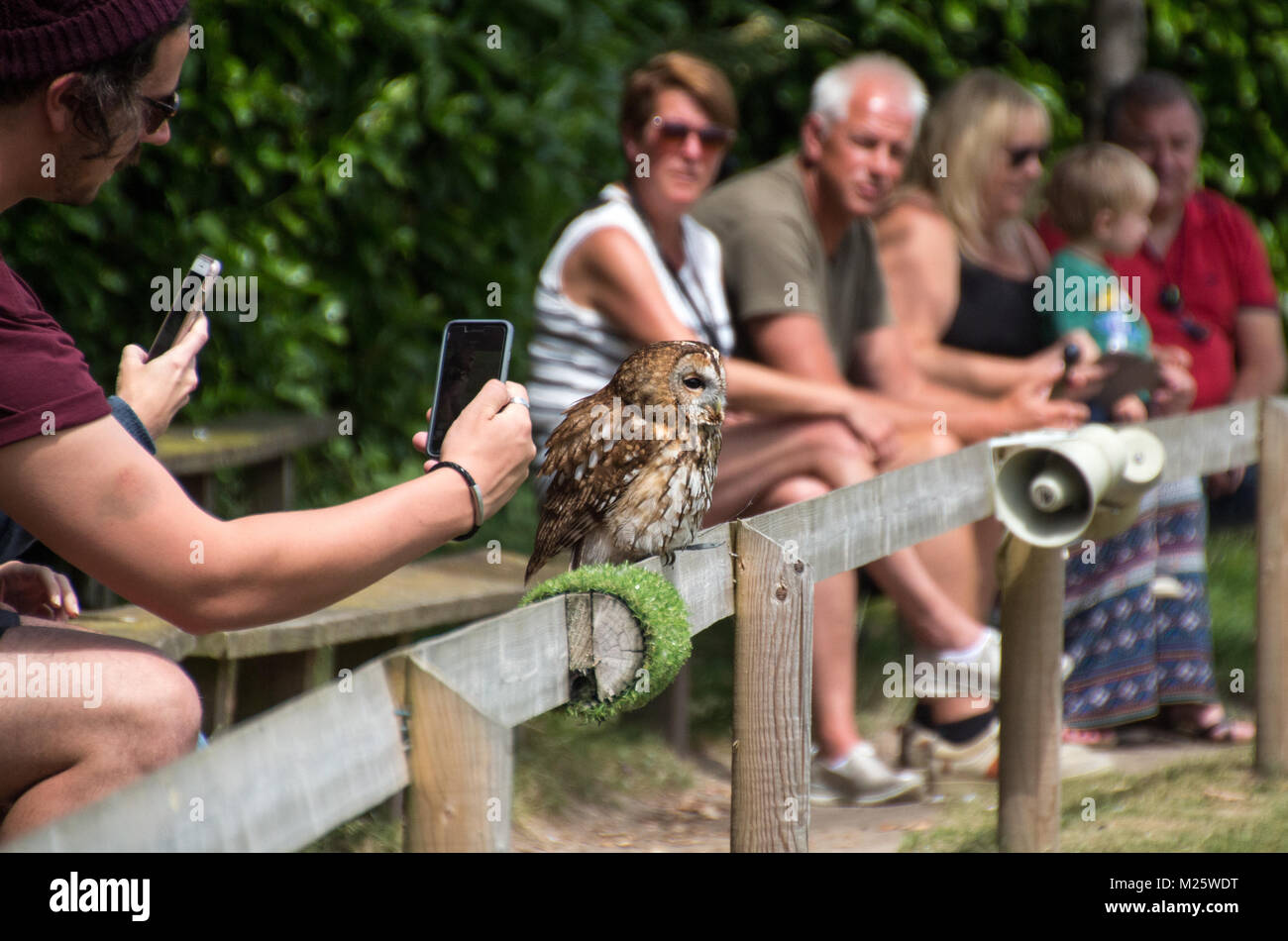 Tawny Owl being photographed by a young man whilst resting on a fence during a flying display Stock Photo