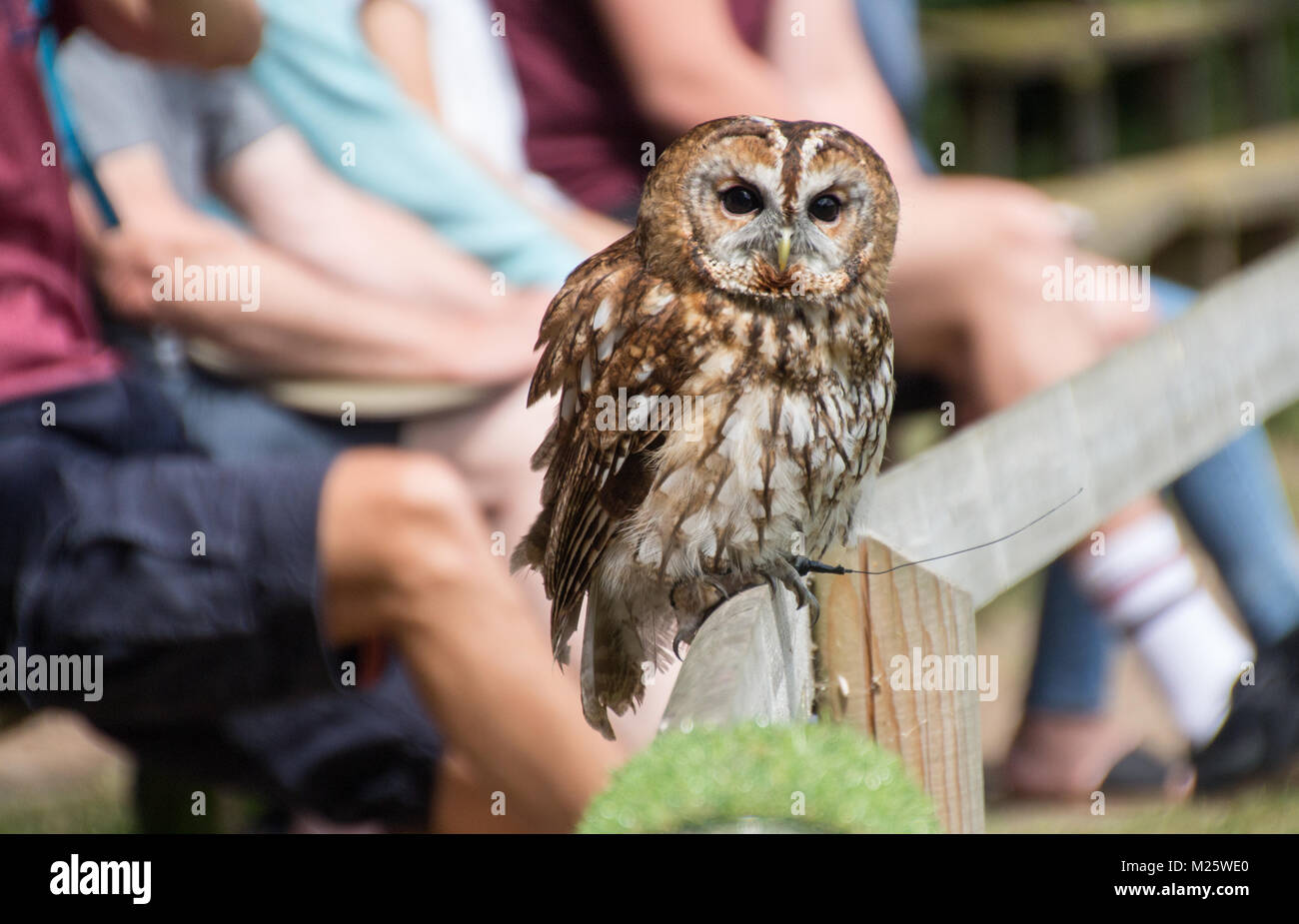 Tawny Owl resting on a fence during a flying display Stock Photo