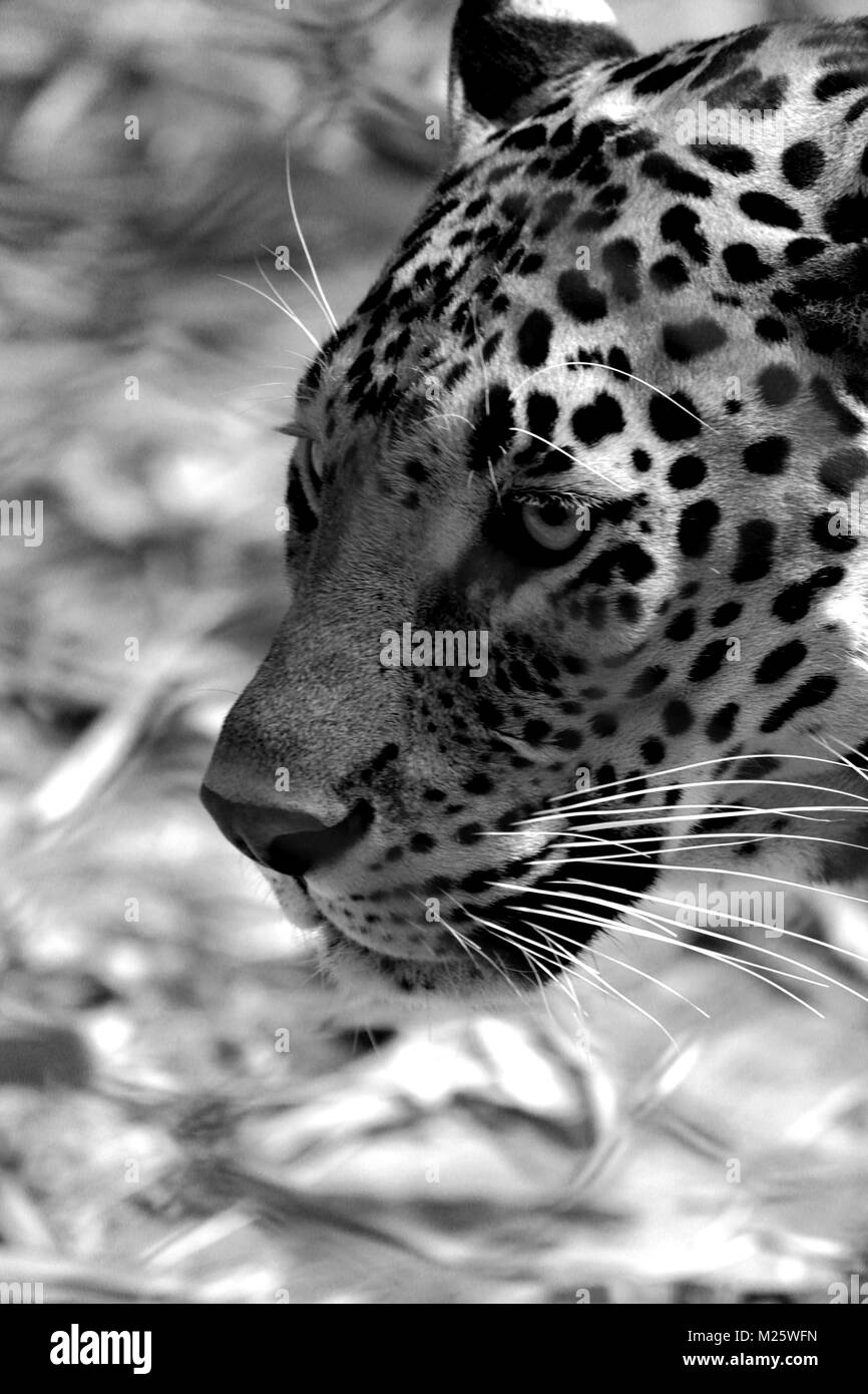 Leopard photos hi-res stock photography and images - Alamy