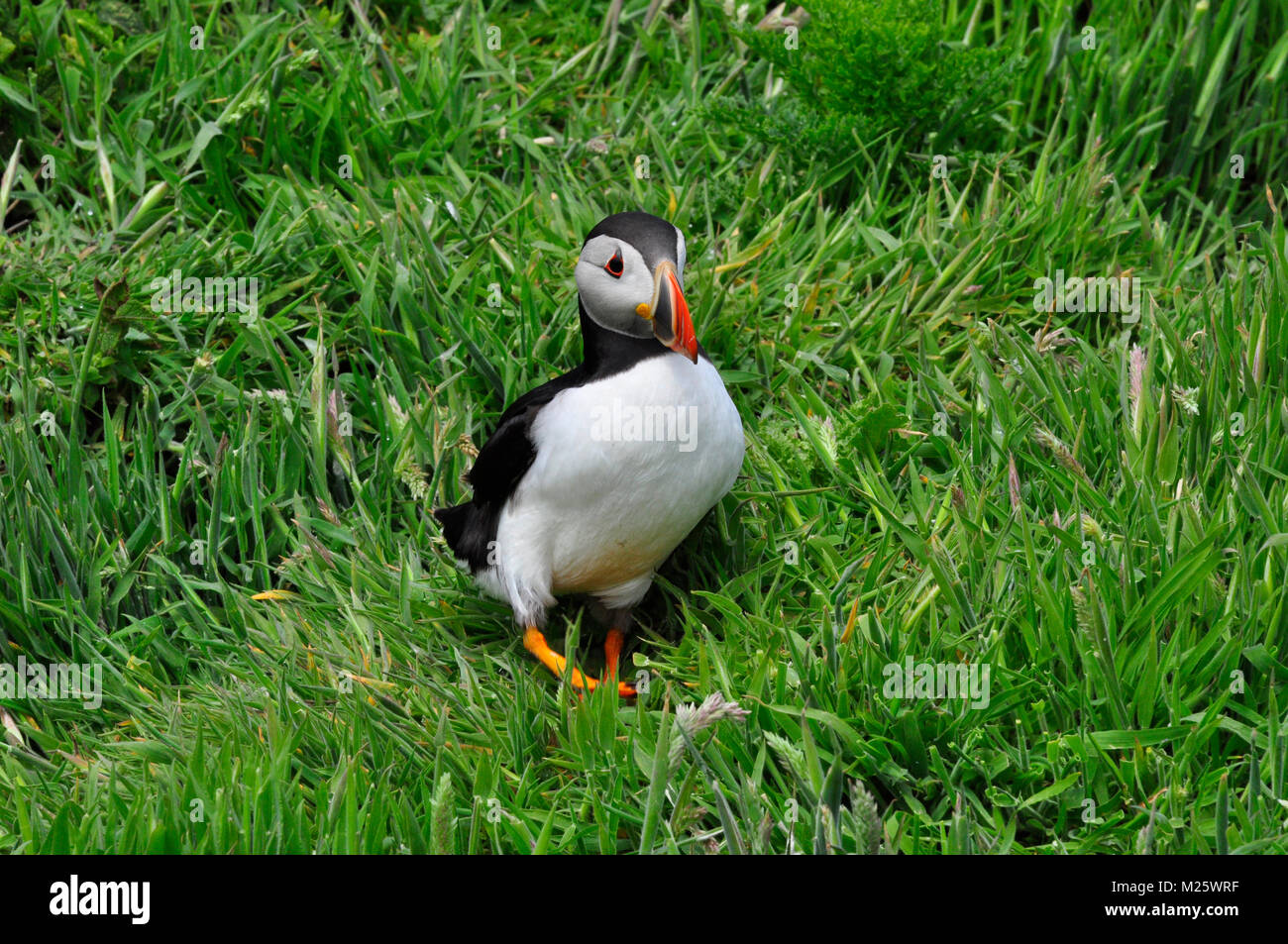 Puffin 'Fratercula arctica' appears from its burrow among long grass on Skomer island off the Pembrokeshire coast.Wales,UK Stock Photo