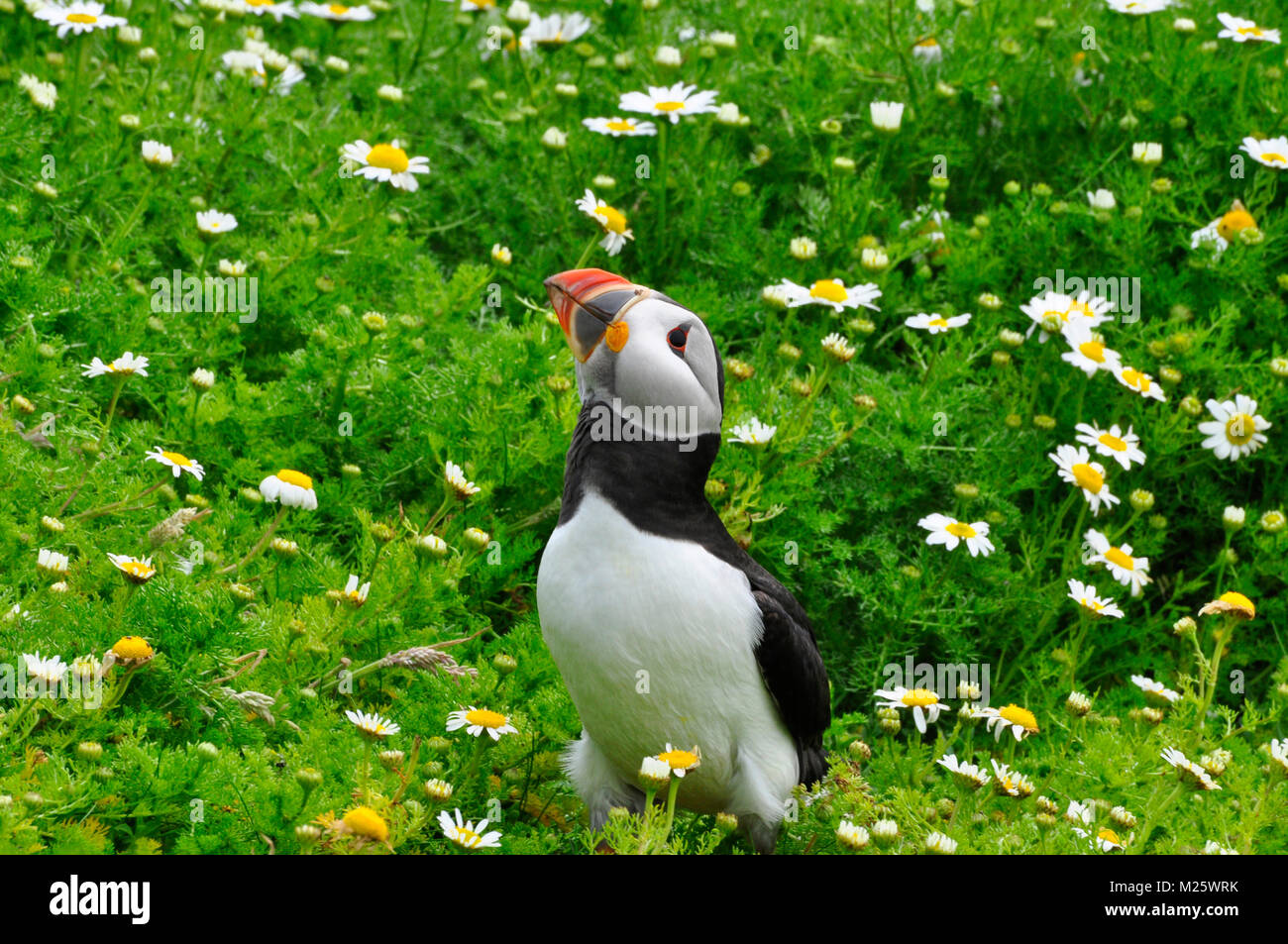 Puffin 'Fratercula arctica' looking skywards from mayweed cover arround its burrow on Skomer island off the Pembrokeshire coast.Wales,UK Stock Photo