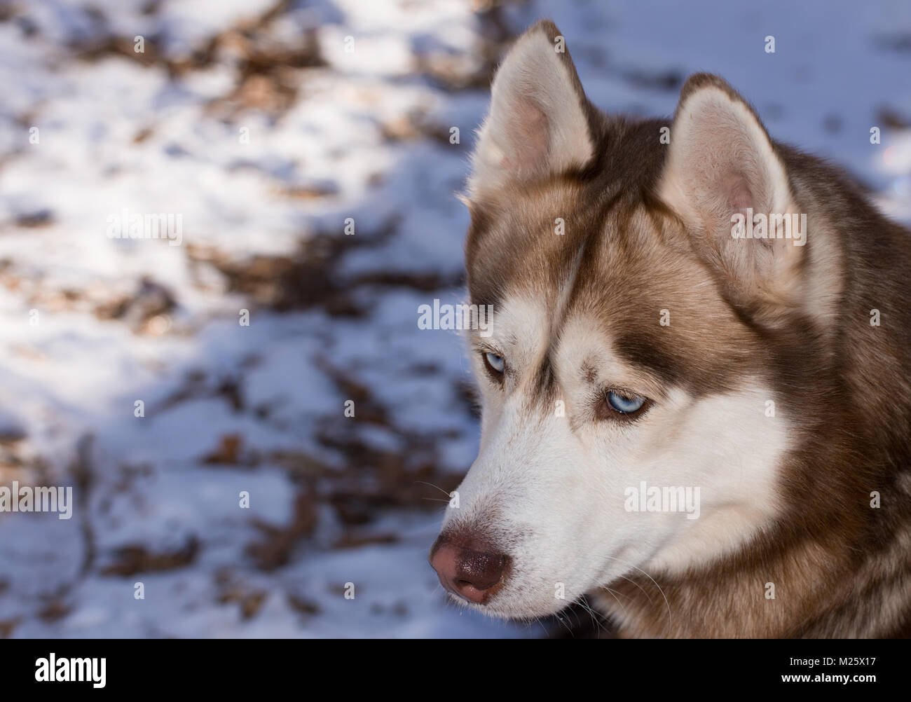 Siberian husky in the winter Stock Photo - Alamy