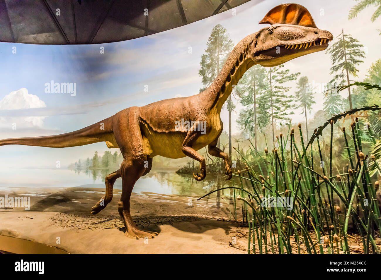 Dinosaur State Park Rocky Hill, Connecticut, USA Stock Photo Alamy