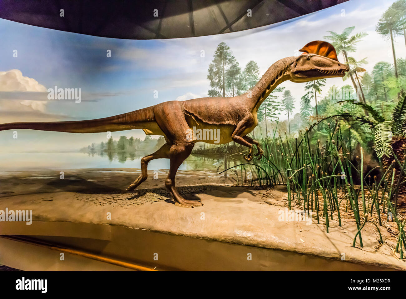 Dinosaur State Park Rocky Hill, Connecticut, USA Stock Photo - Alamy