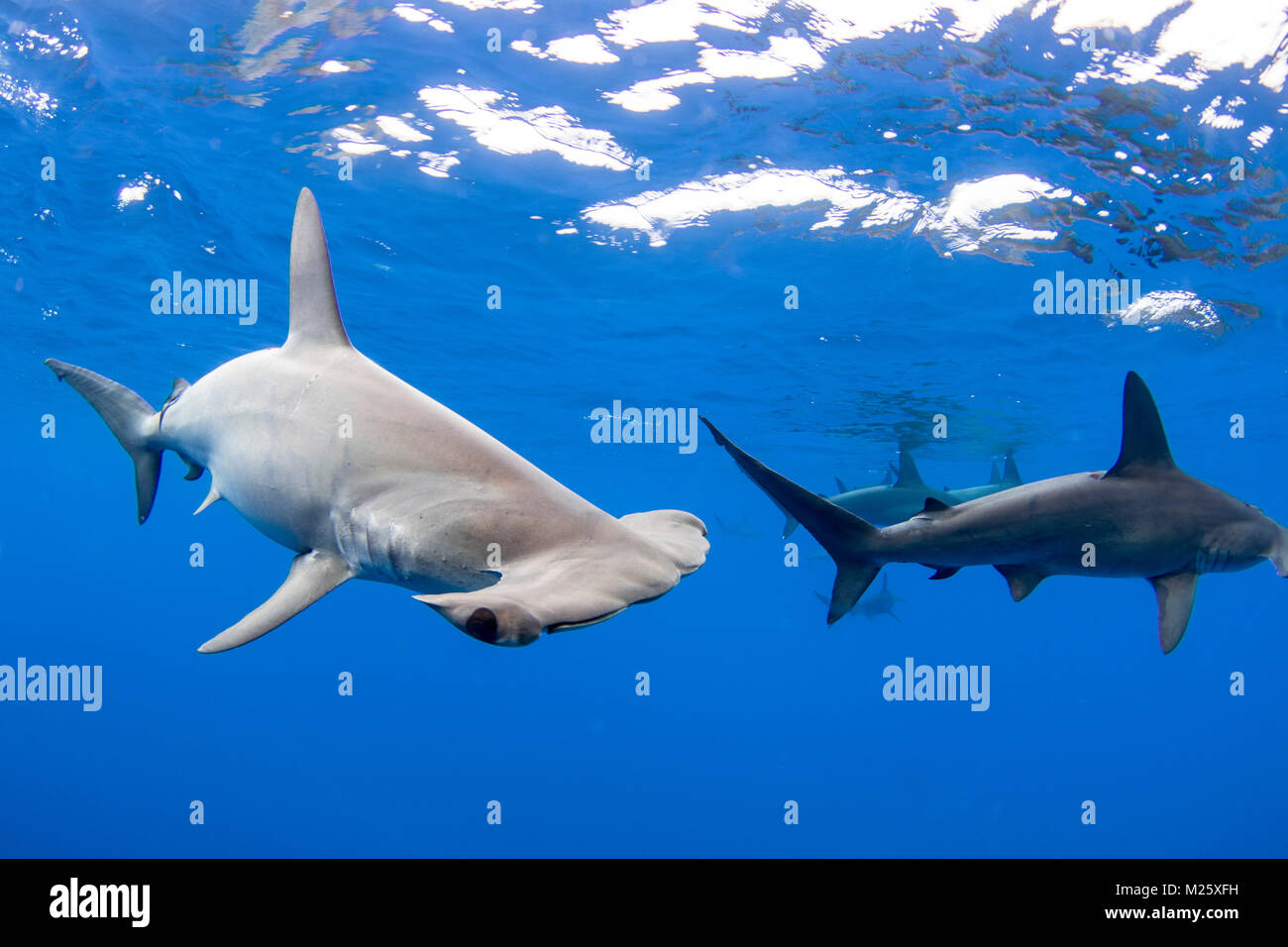 Schools of hammerhead sharks form offshore from Kona, Hawaii every year