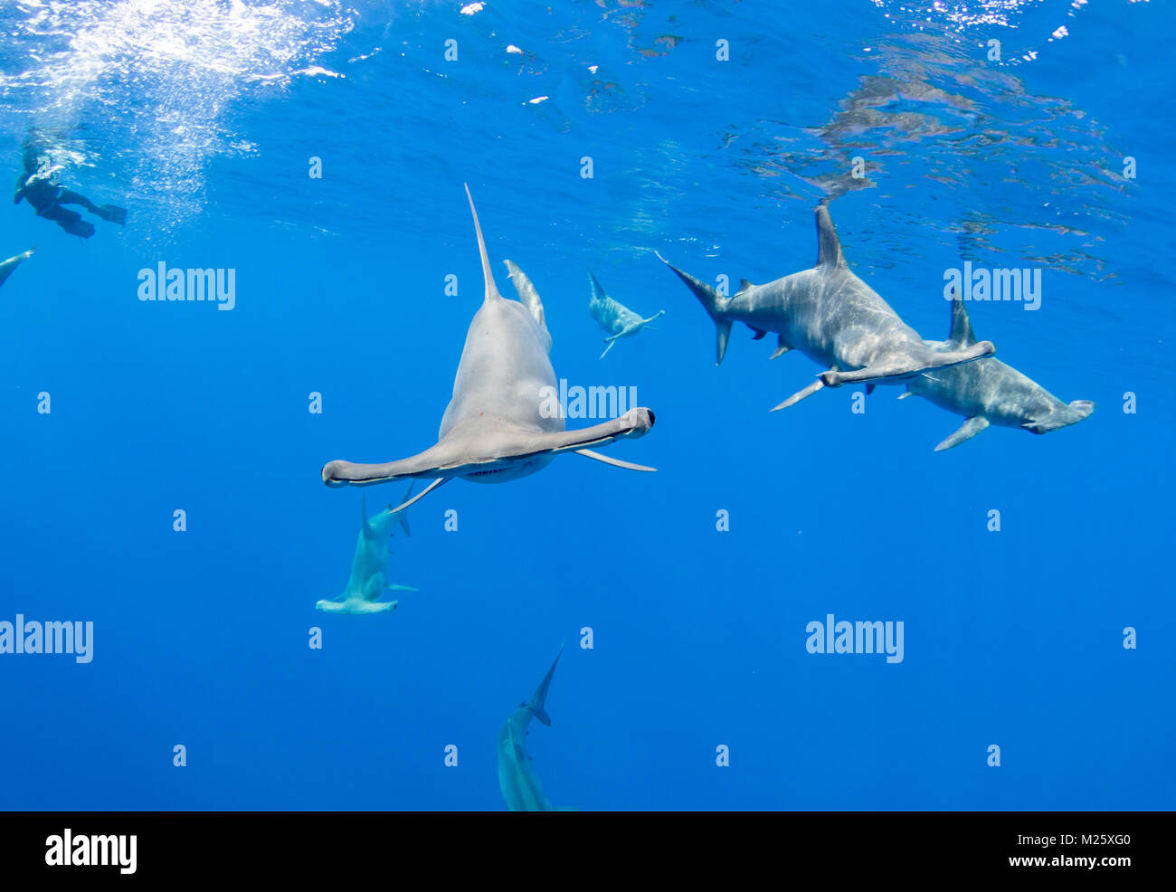 Schools of hammerhead sharks form offshore from Kona, Hawaii every year