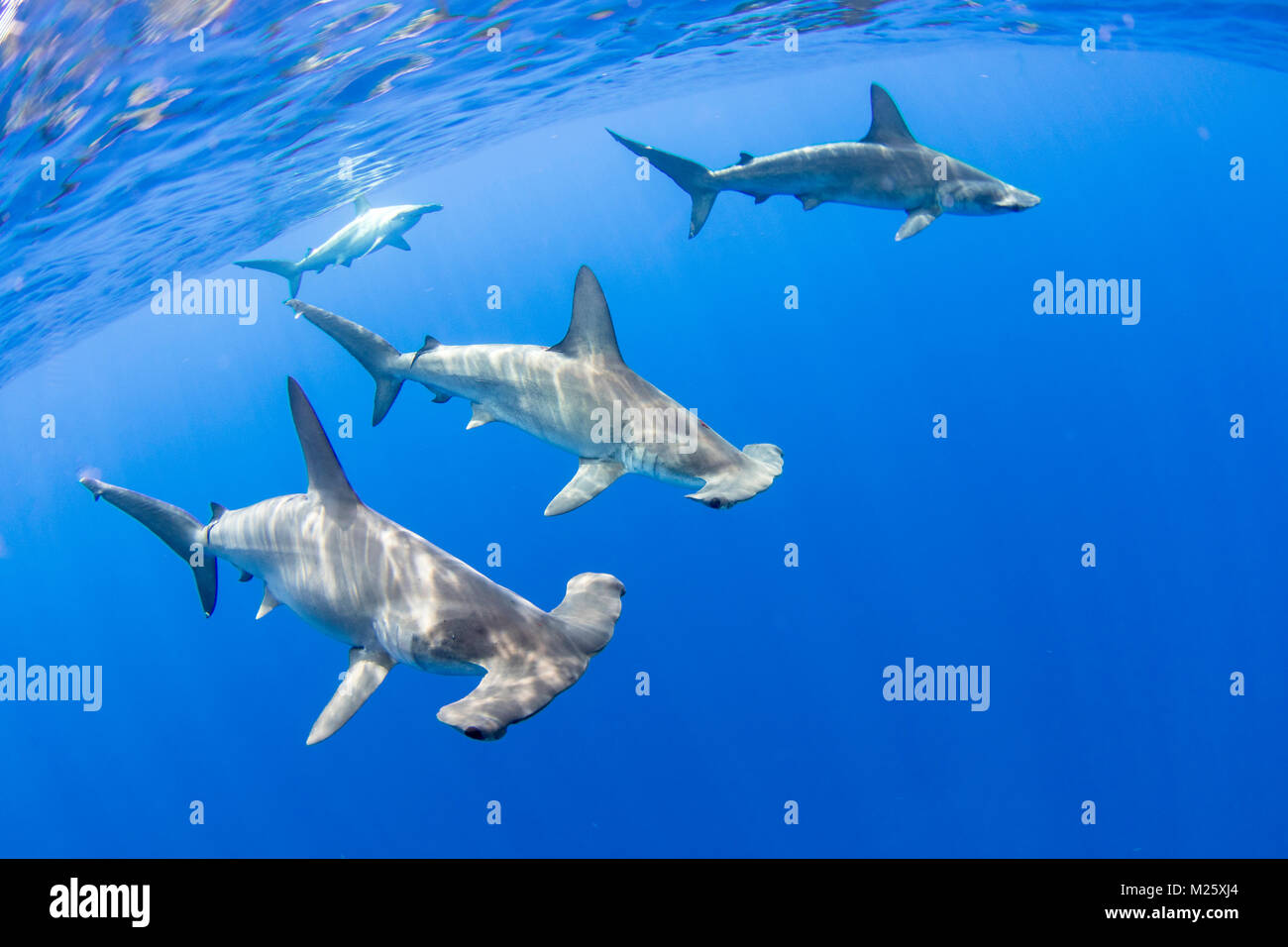 Schools of hammerhead sharks form offshore from Kona, Hawaii every year