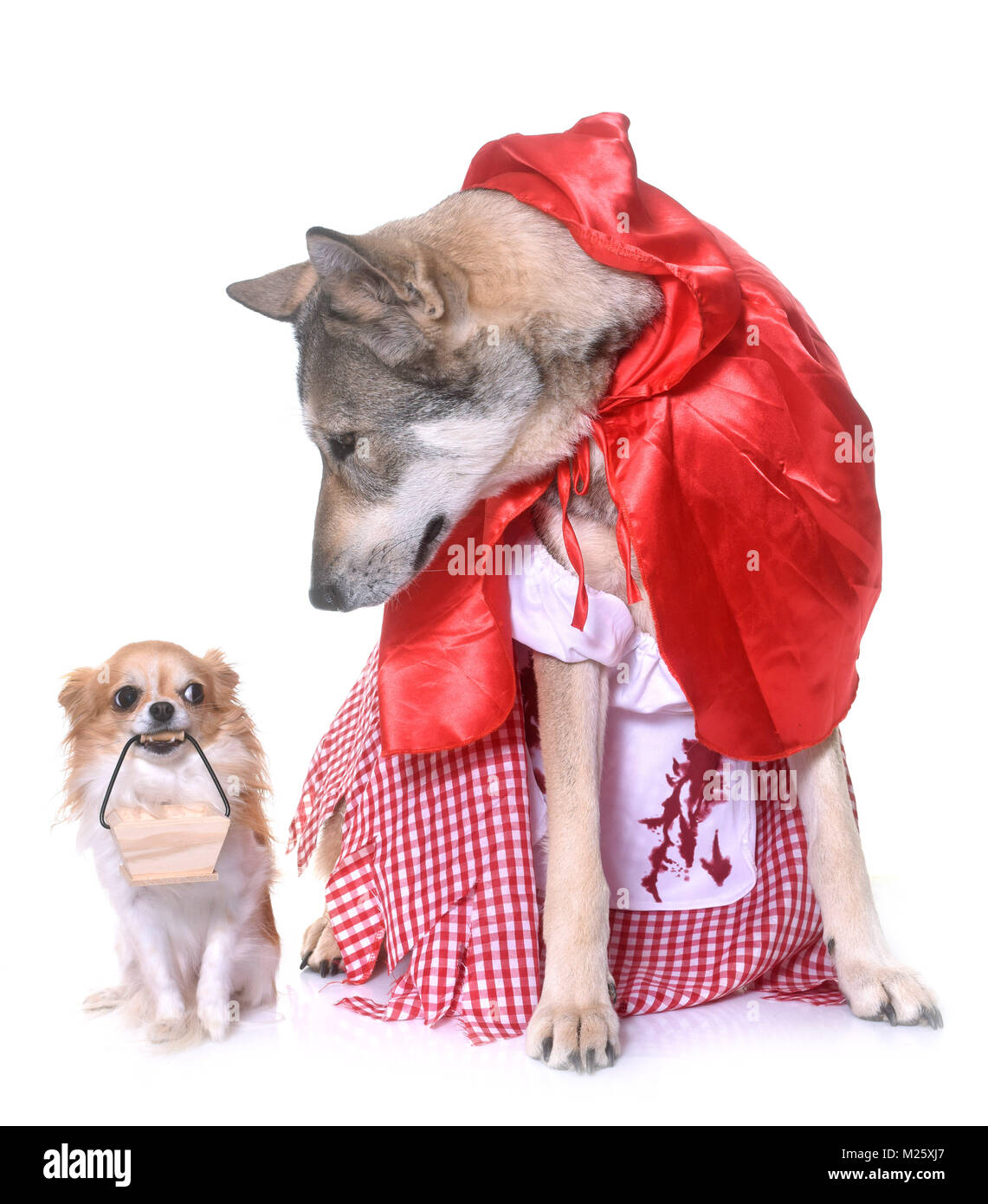 Little Red Riding Hood Saarloos wolfdog and chihuahua in front of white background Stock Photo