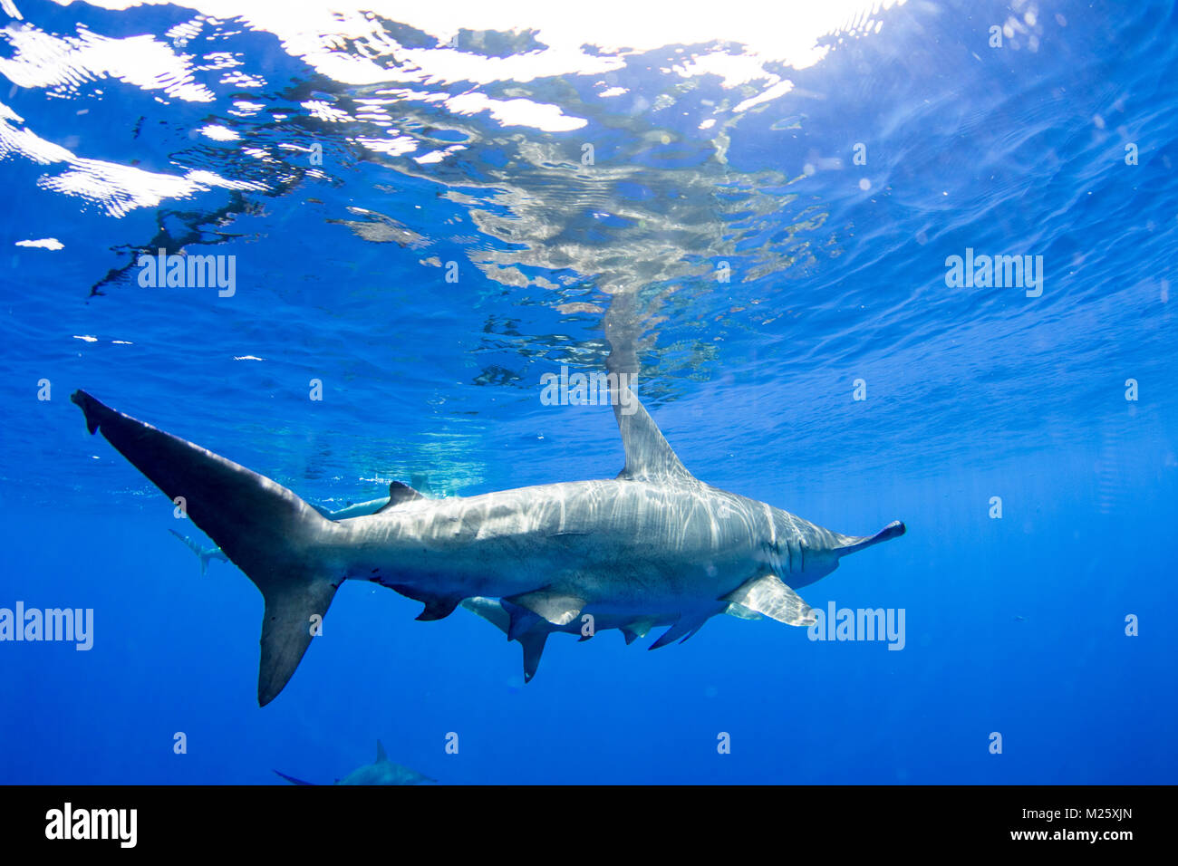 Schools of hammerhead sharks form offshore from Kona, Hawaii every year