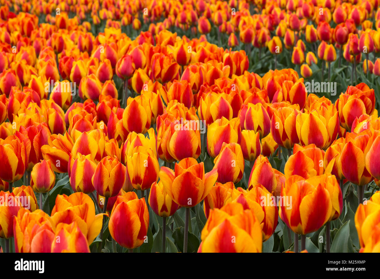 Blooming tulip field of orange tulips in the area of Bollenstreek, known for the production of spring flower bulbs,  Netherlands Stock Photo