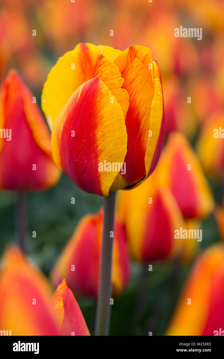 Tulip flower, variety Orange van Eijk, Bollenstreek, Netherlands Stock Photo