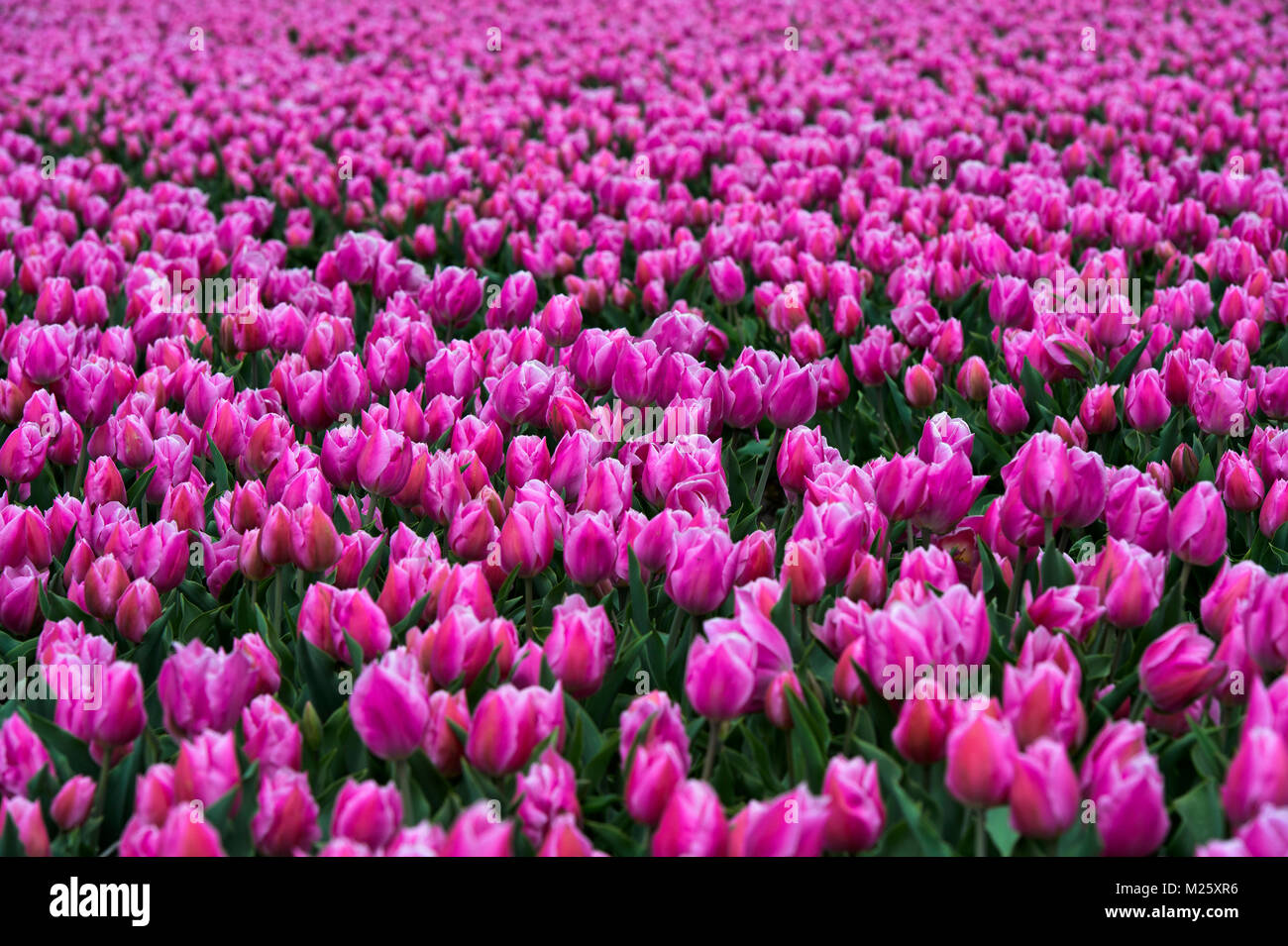 Blooming tulip field of pink tulips, Bollenstreek area, Netherlands Stock Photo