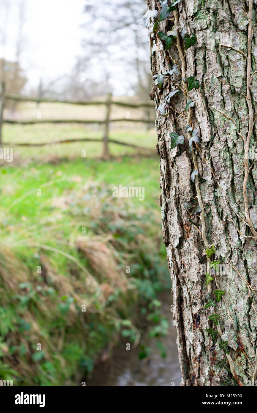 Tree trunk with ivy and a field and ditch in the background Stock Photo
