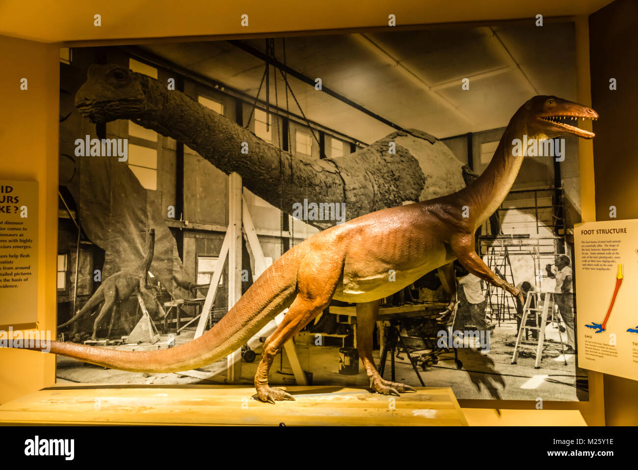 Dinosaur State Park Rocky Hill, Connecticut, USA Stock Photo Alamy