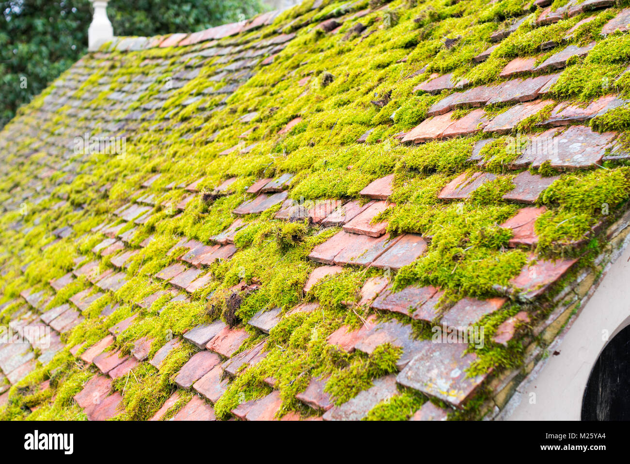 Moss covered boat house roof Stock Photo Alamy