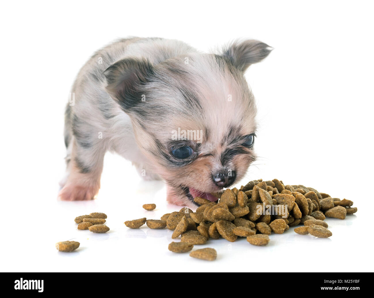 puppy chihuahua eating in front of white background Stock Photo Alamy