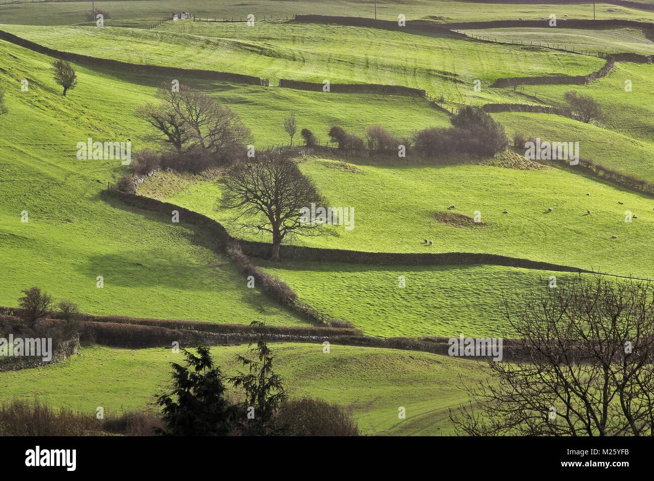 Late Afternoon light across fields surrounding by old stone walls in Cumbria in the Autumn Stock Photo