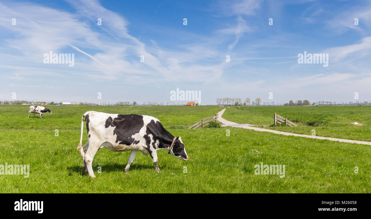 Panorama of a dutch Holstein cow and a bicycle path near Groningen ...