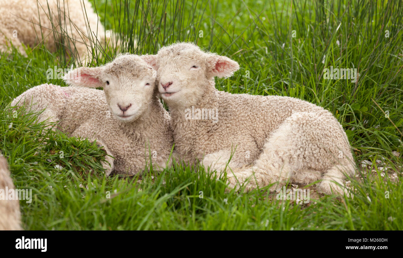 Cute cuddly fuzzy baby animals siblings lambs snuggling together in green grass. They look like they are smiling. Happiness, love, Spring concepts. Stock Photo