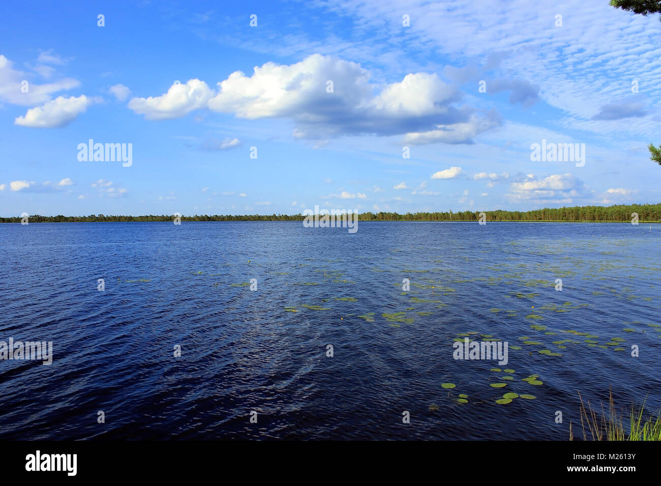Swamp lake in summer Stock Photo