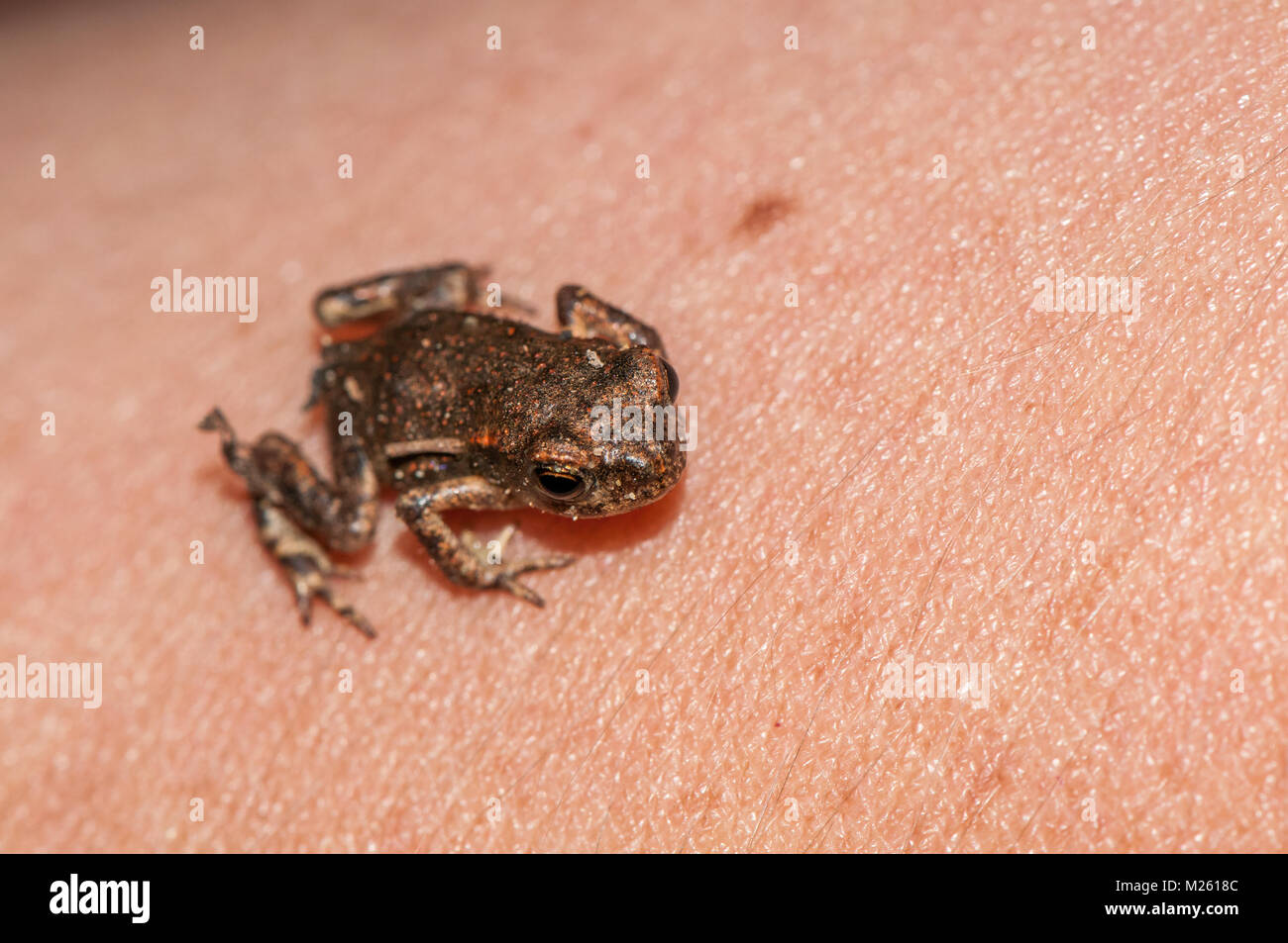 common midwife toad (Alytes obstetricans obstetricans) over the back of the hand, Banyoles, Catalonia, Spain Stock Photo