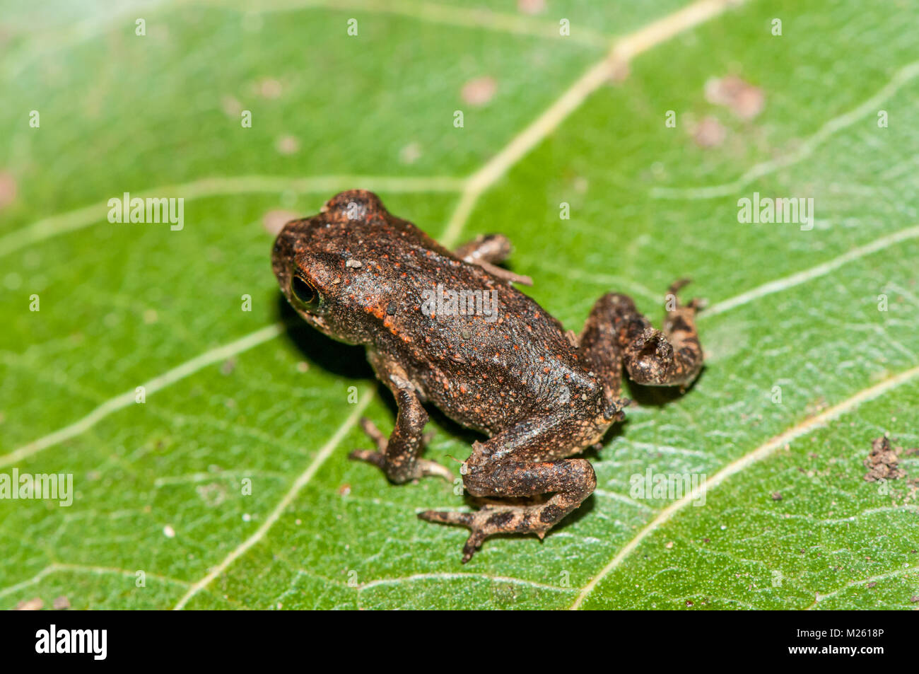 small common midwife toad (Alytes obstetricans obstetricans) on a green leaf, Banyoles, Catalonia, Spain Stock Photo