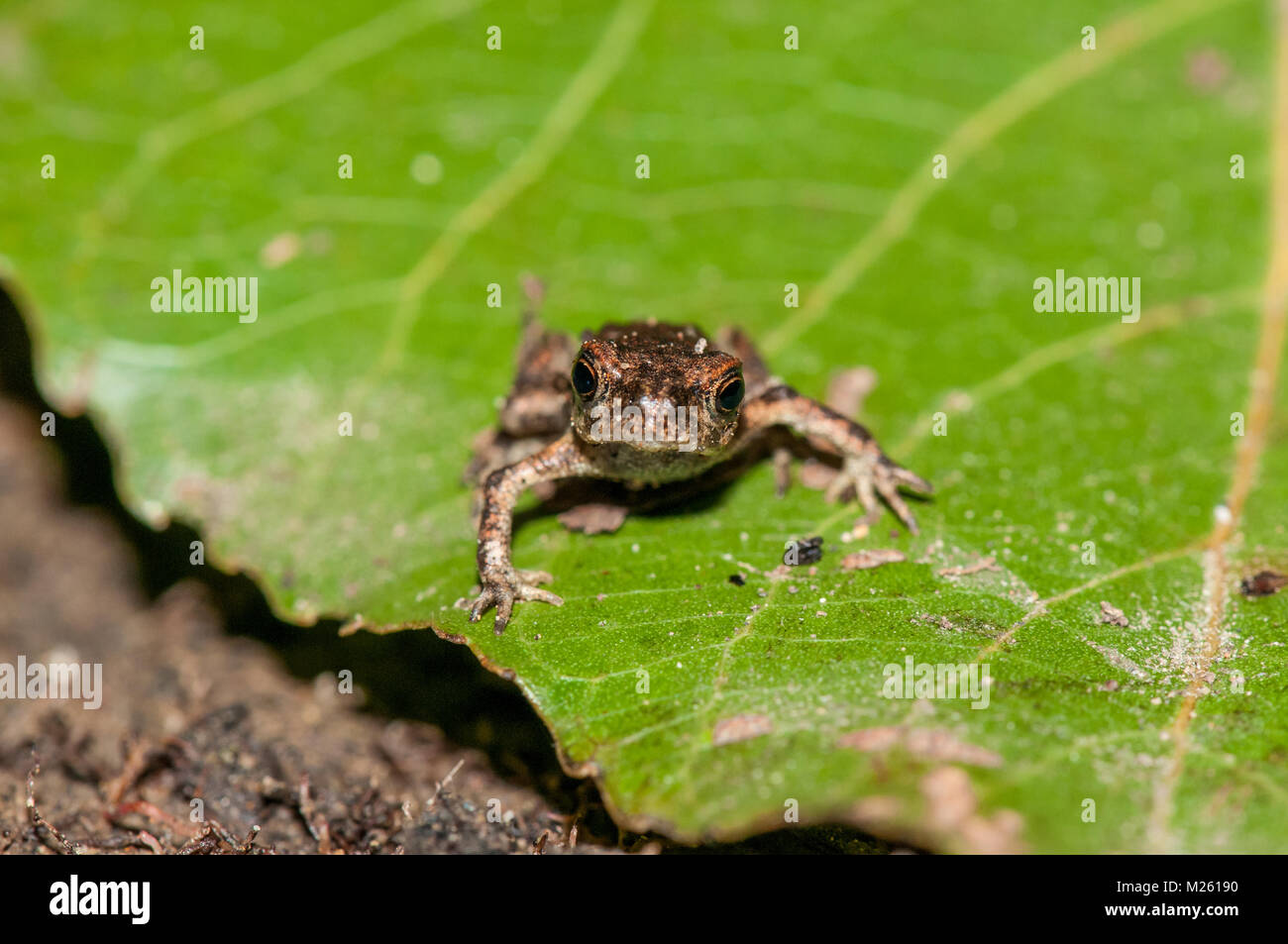 small common midwife toad (Alytes obstetricans obstetricans) on a green leaf, Banyoles, Catalonia, Spain Stock Photo