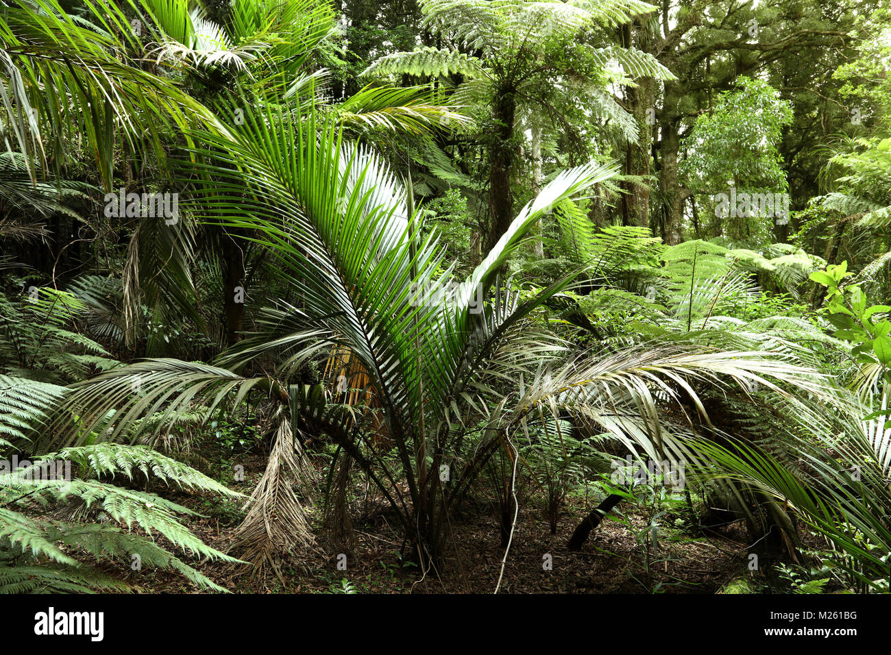 Lush green foliage in tropical jungle Stock Photo - Alamy